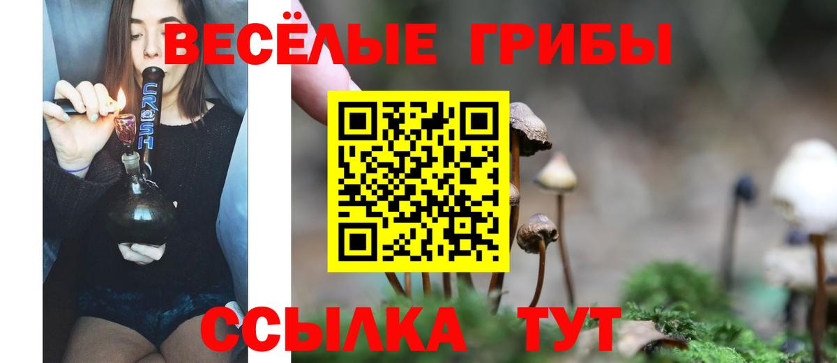 Псилоцибиновые грибы Psilocybine cubensis Ачинск